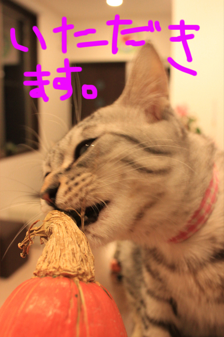 パンプキンとぼると。_c0245679_1950061.jpg