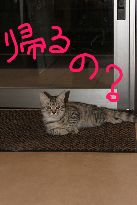 パンプキンとぼると。_c0245679_206483.jpg