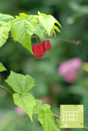 この花、な〜んだ?!_a0115684_16181514.jpg