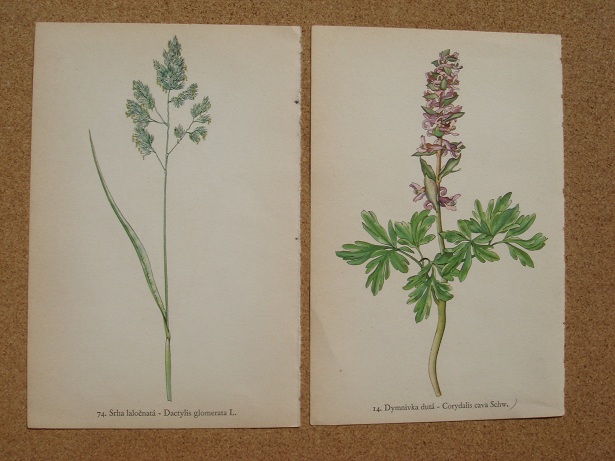 e0060485_78516.jpg