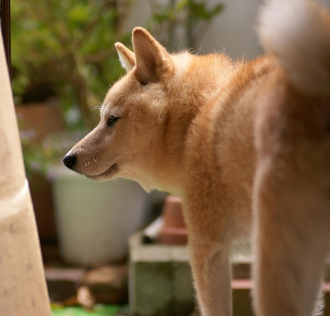 がんばろう！竜田庵！！_e0039087_1425048.jpg
