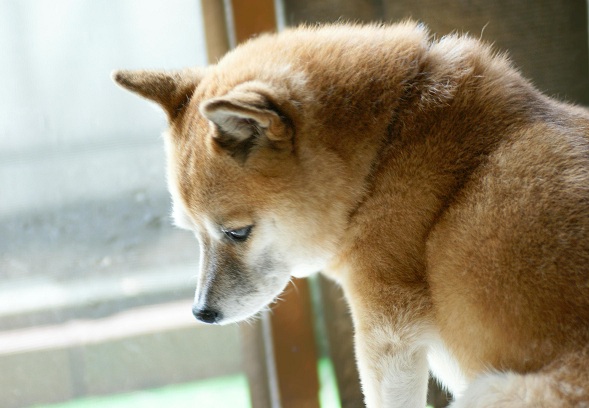 がんばろう！竜田庵！！_e0039087_1432280.jpg