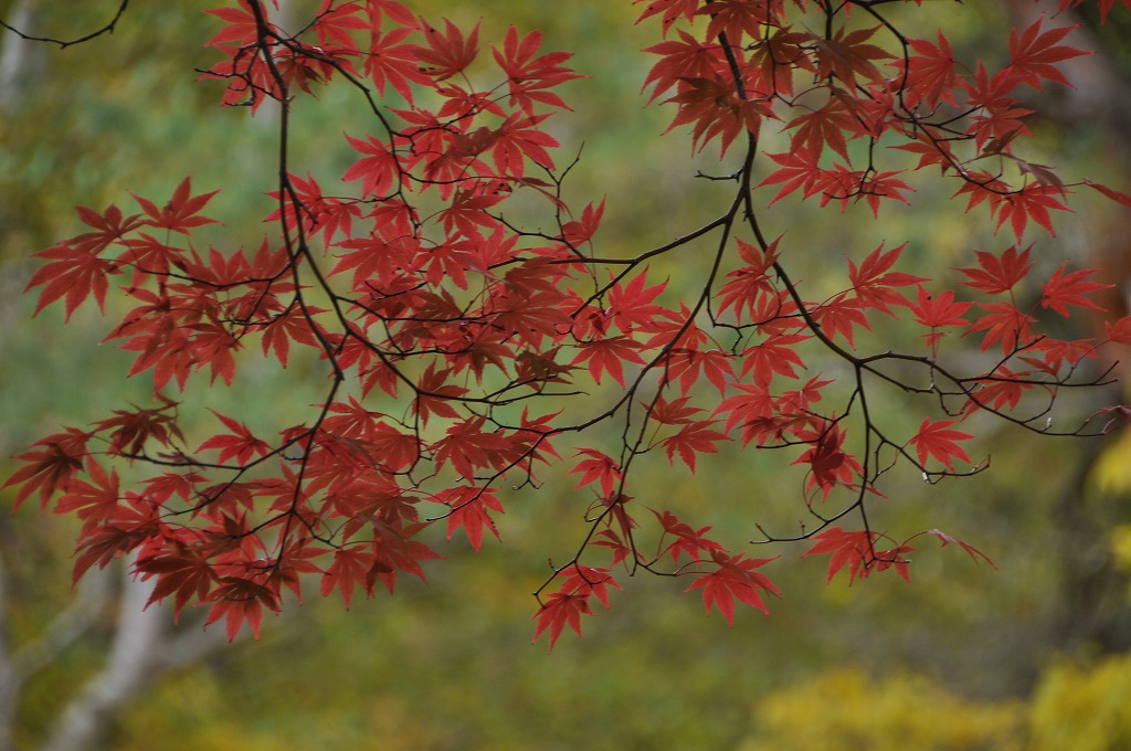 紅桜公園　2_c0240388_2131694.jpg