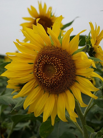 e0176993_841055.jpg