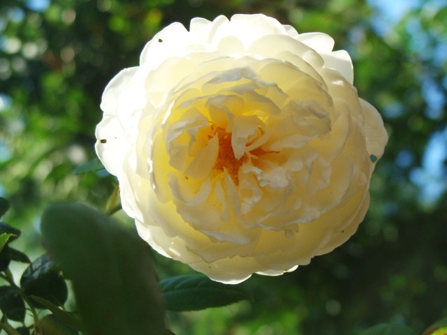 c0105295_14155735.jpg