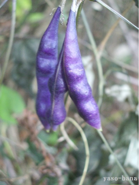 e0025300_11401117.jpg
