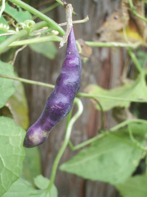 e0025300_11451025.jpg
