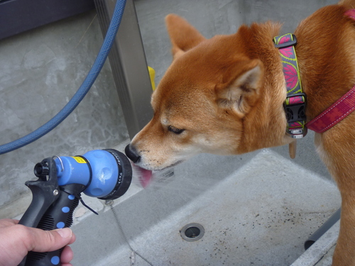 食べるムスメと食べないムスコ。そして…サチ。_b0283404_22144222.jpg