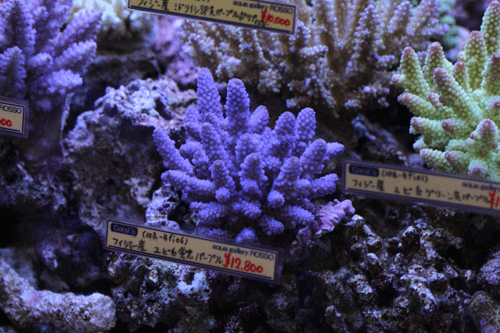 b0240608_2574936.gif