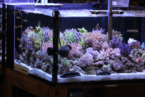 b0240608_257645.gif