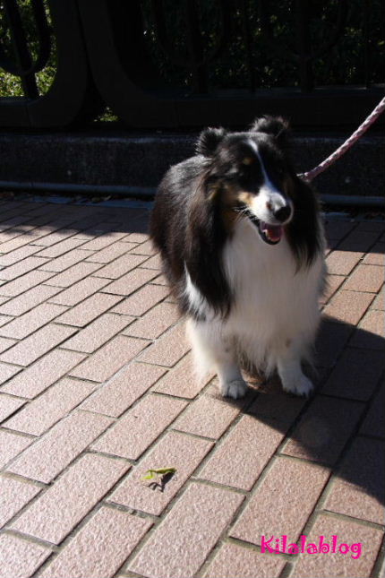e0130008_23281477.jpg