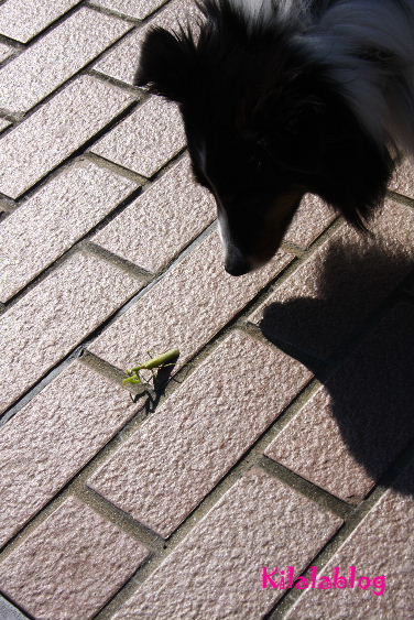 e0130008_23284182.jpg