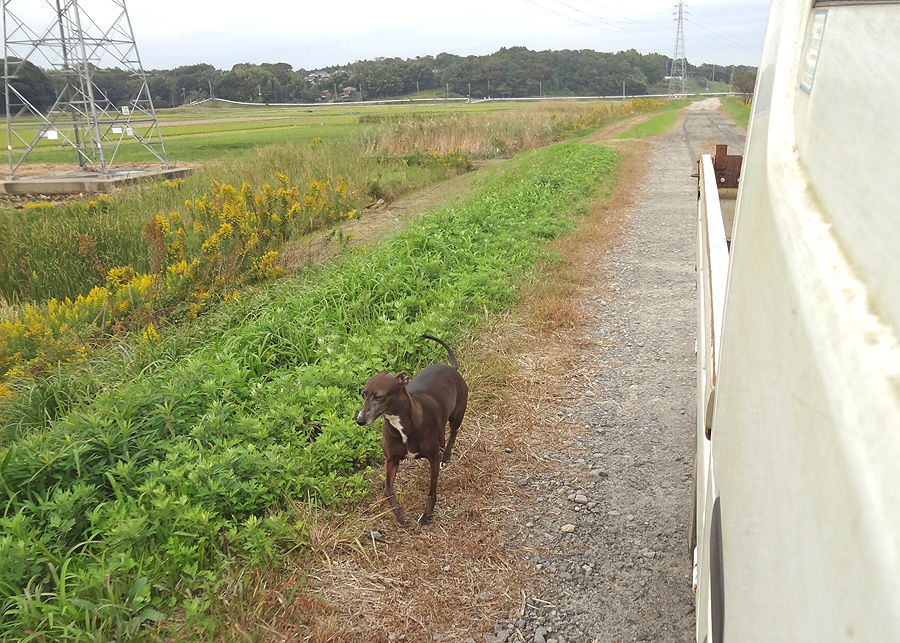 散歩道が通行止め_d0151813_1731736.jpg