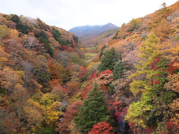 清里東沢大橋の紅葉_d0183417_23273185.jpg