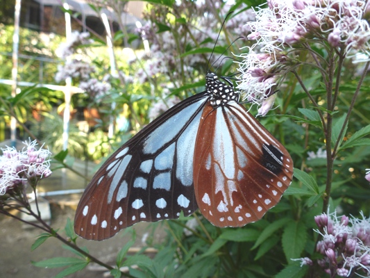 c0042418_102565.jpg