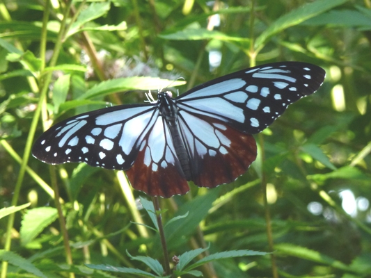 c0042418_1035594.jpg