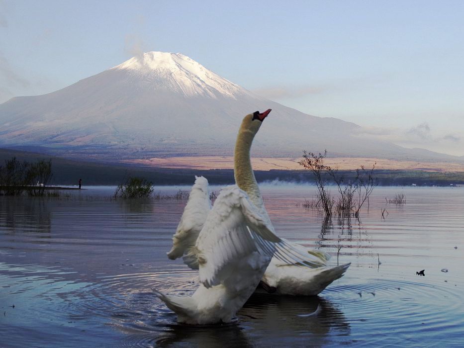富士山に白鳥が・・・_a0031821_2014370.jpg