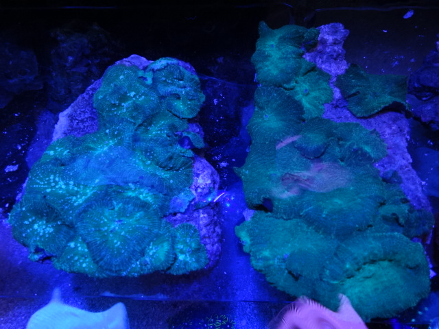 121024 海水魚・サンゴ・水草・金魚_f0189122_1313531.jpg