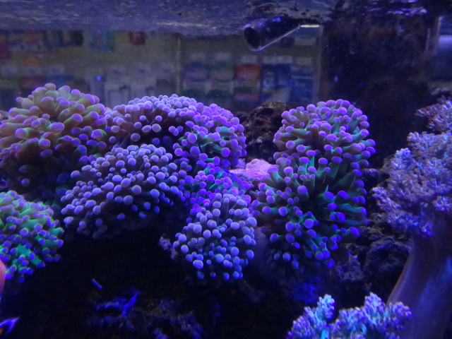 121024 海水魚・サンゴ・水草・金魚_f0189122_1315167.jpg