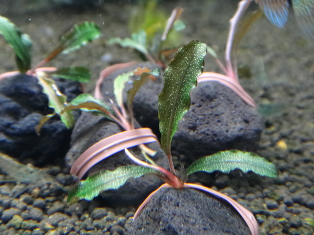 121025 熱帯魚・水草_f0189122_13203681.jpg