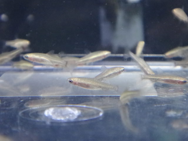 121025 熱帯魚・水草_f0189122_1375074.jpg