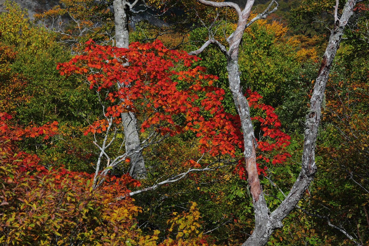 福島県・西吾妻スカイバレー_d0106628_4521299.jpg