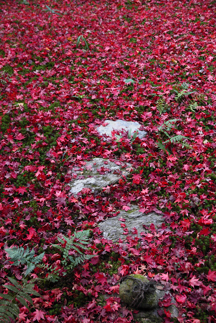 紅葉の嵯峨野巡り －厭離庵－_b0169330_011322.jpg