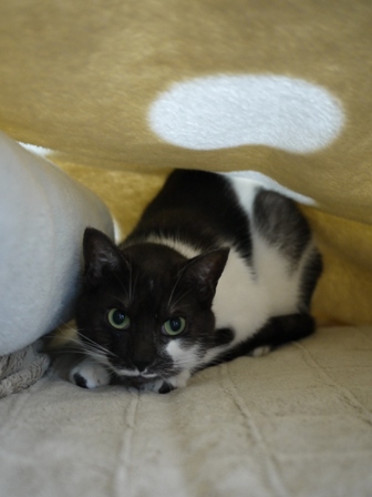 猫のお友だち リリィちゃんシュシュくん編。_a0143140_22555730.jpg
