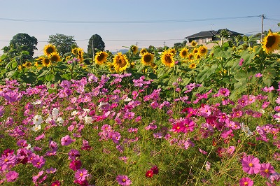 「今年の英彦山は」（１）_f0201348_8313891.jpg