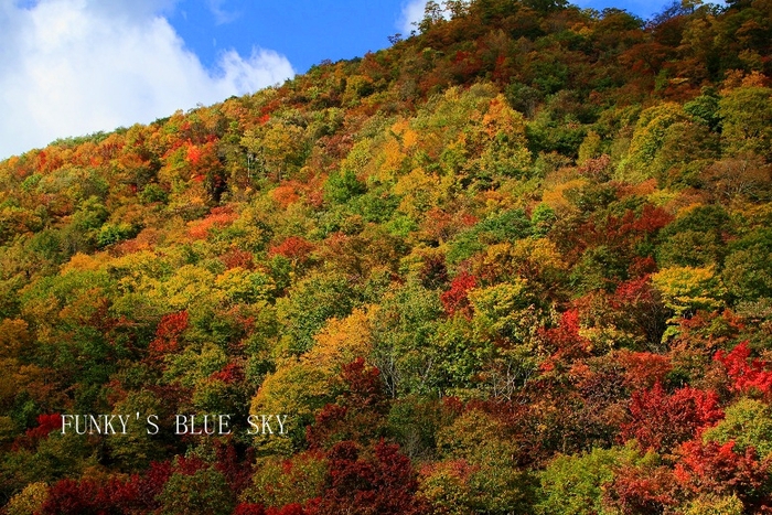 秋の山へ～♪　と、【お知らせ】_c0145250_1152831.jpg