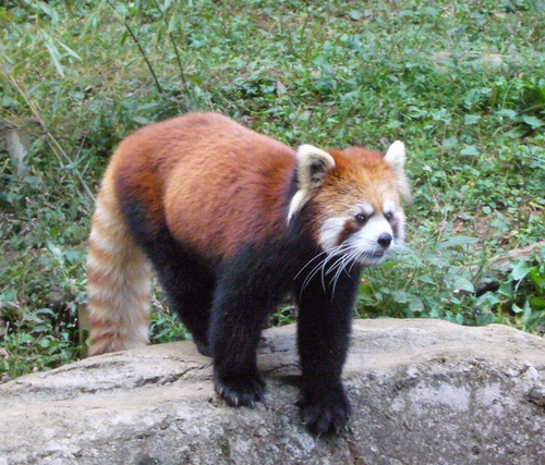 レッサーパンダ＠多摩動物公園_d0204154_19165561.jpg