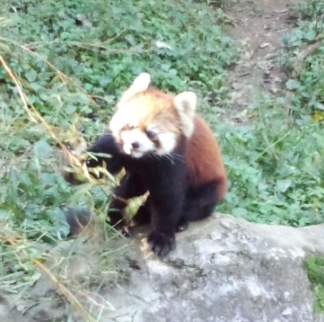 レッサーパンダ＠多摩動物公園_d0204154_19254718.jpg