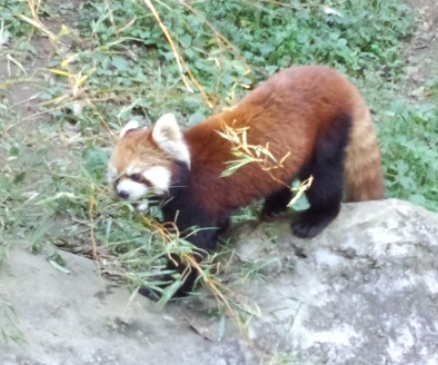 レッサーパンダ＠多摩動物公園_d0204154_19271914.jpg