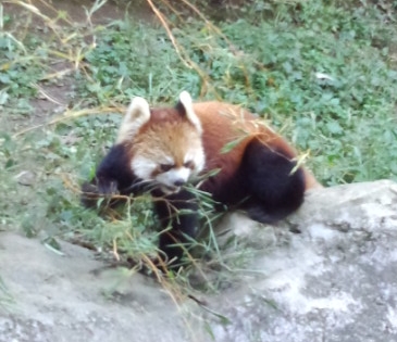 レッサーパンダ＠多摩動物公園_d0204154_1928992.jpg