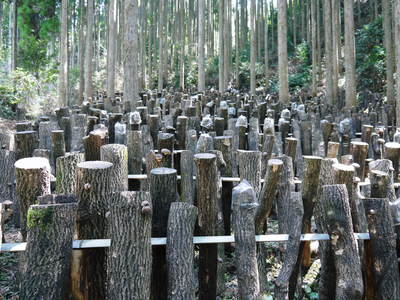 原木しいたけ ボタ起しの準備作業 その2_a0254656_15274853.jpg