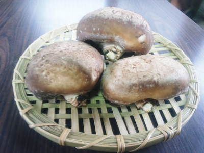 原木しいたけ ボタ起しの準備作業 その2_a0254656_173539.jpg