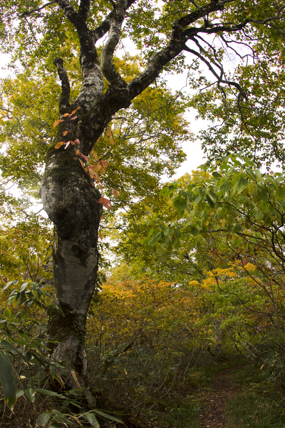 天生自然公園　其の參_b0167256_22151410.jpg