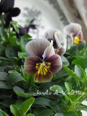 アンティークカラー Petit Jardin アンティークカラー Petit Jardin