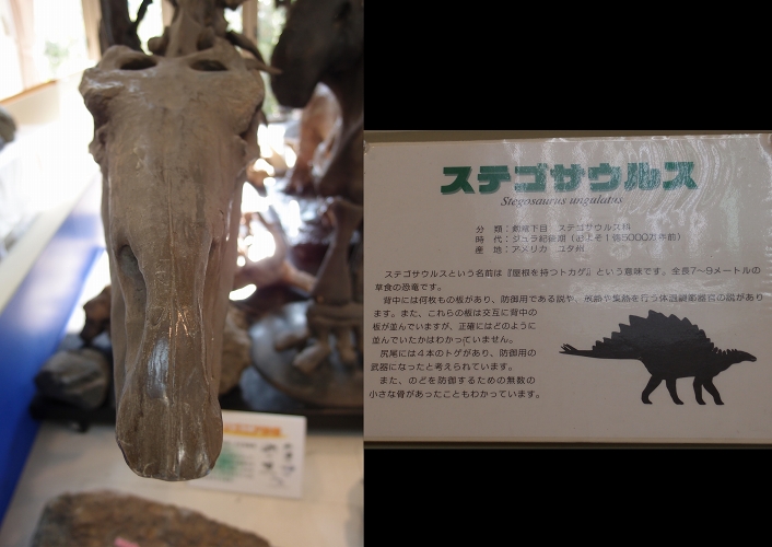 恐竜の骨　化石　ジュラ期　ユタ州 特大！約1億5000万年前のアメリカユタ州の地層より採集され