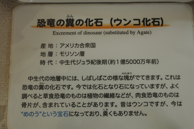 5人で御所浦散策　化石採集編_b0123359_2220987.jpg