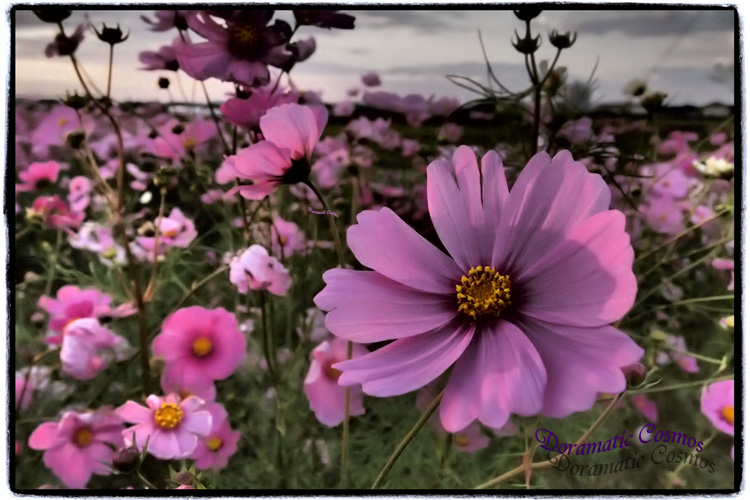 Doramatic Cosmos_c0202860_1125254.jpg