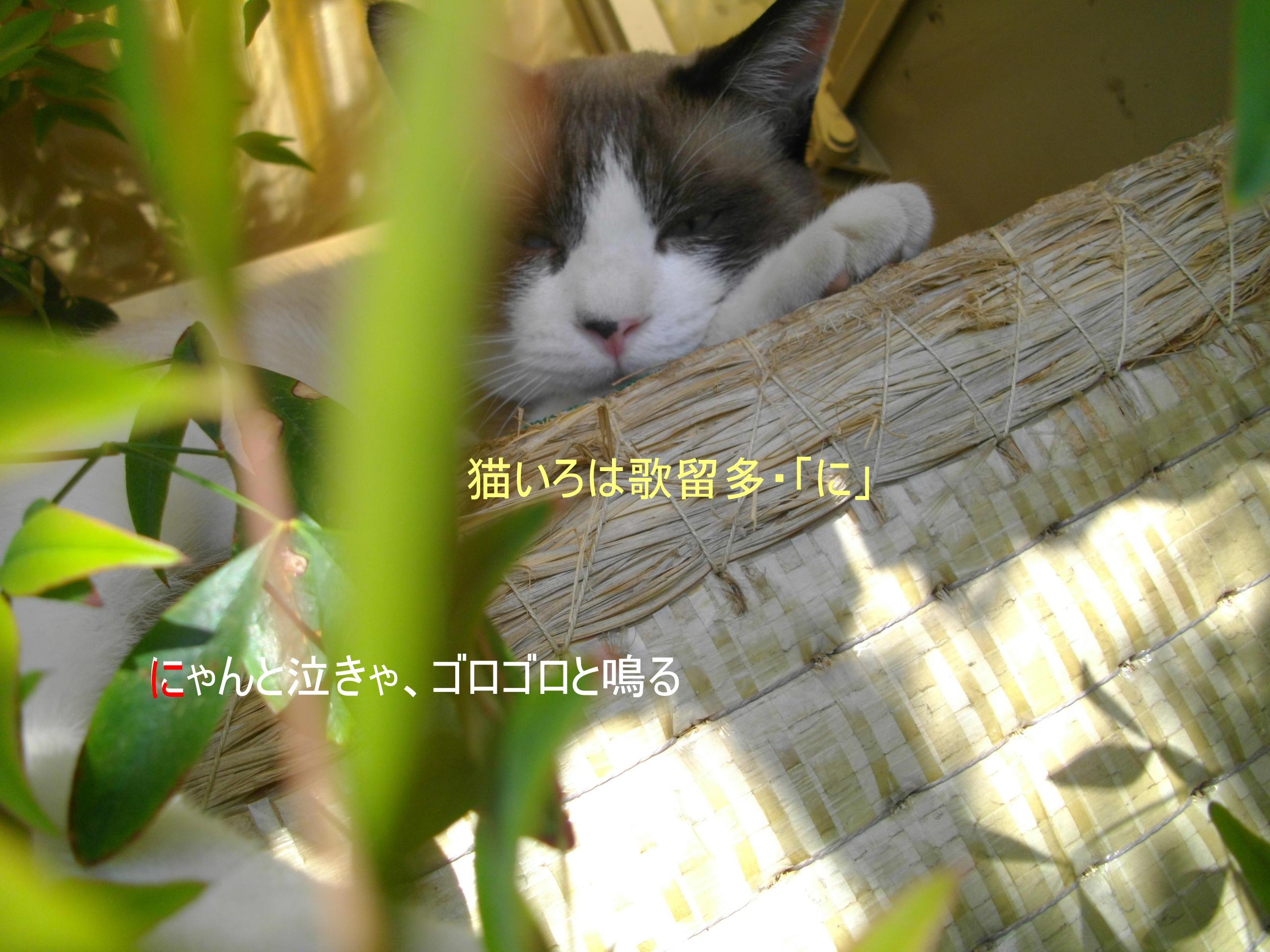 柴田よしき 猫と桃 ネコと文学と猫ブンガク 柴田よしき 猫と桃 ネコと文学と猫ブンガク