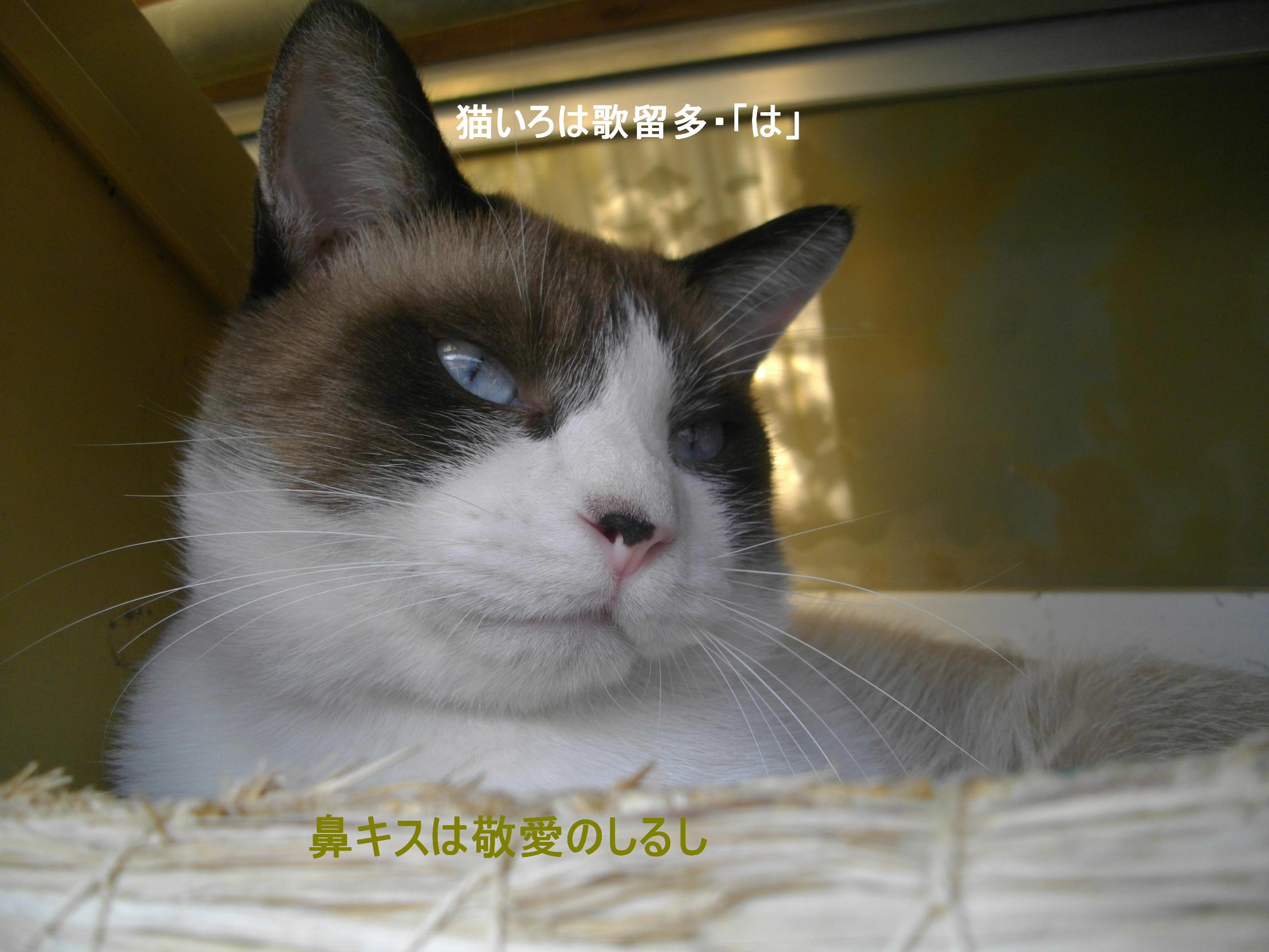 柴田よしき 猫と桃 ネコと文学と猫ブンガク 柴田よしき 猫と桃 ネコと文学と猫ブンガク