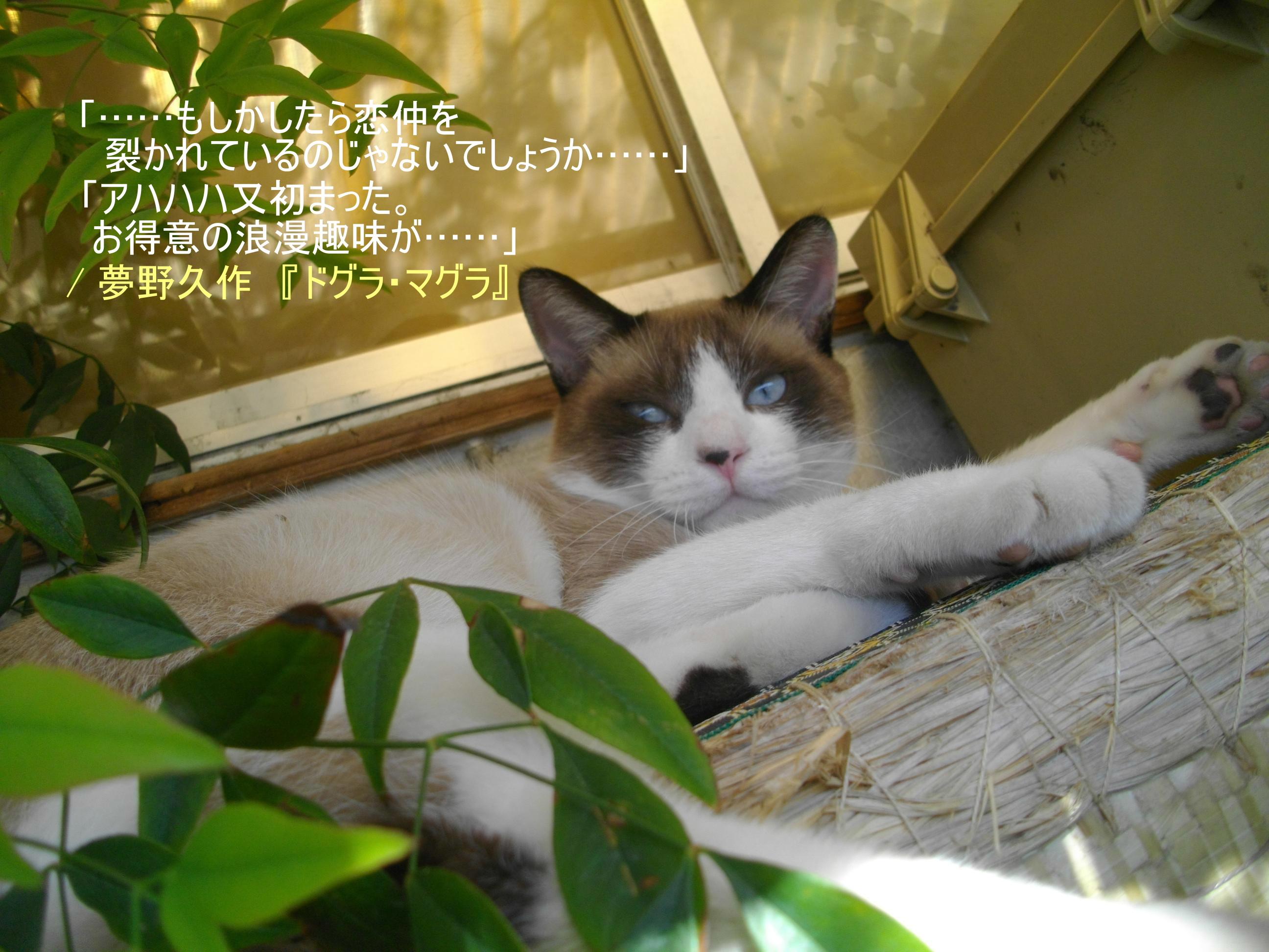 柴田よしき 猫と桃 ネコと文学と猫ブンガク 柴田よしき 猫と桃 ネコと文学と猫ブンガク