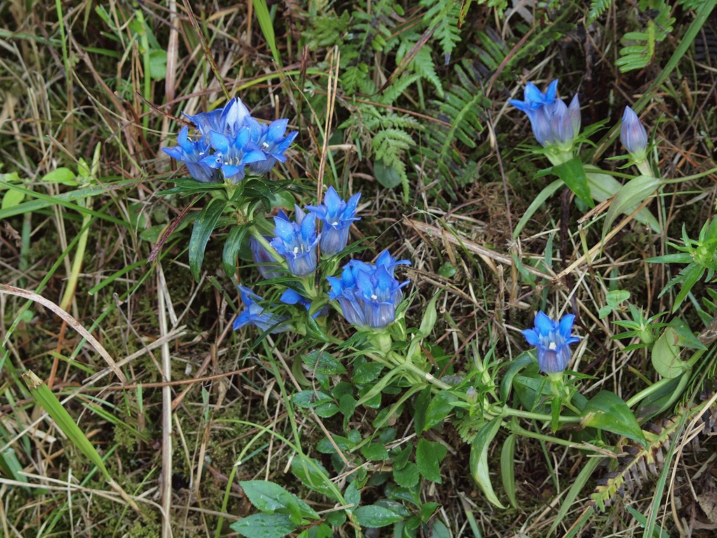 山裾に咲く竜胆 リンドウ の花達 自然風の自然風だより 山裾に咲く竜胆 リンドウ の花達 自然風の自然風だより