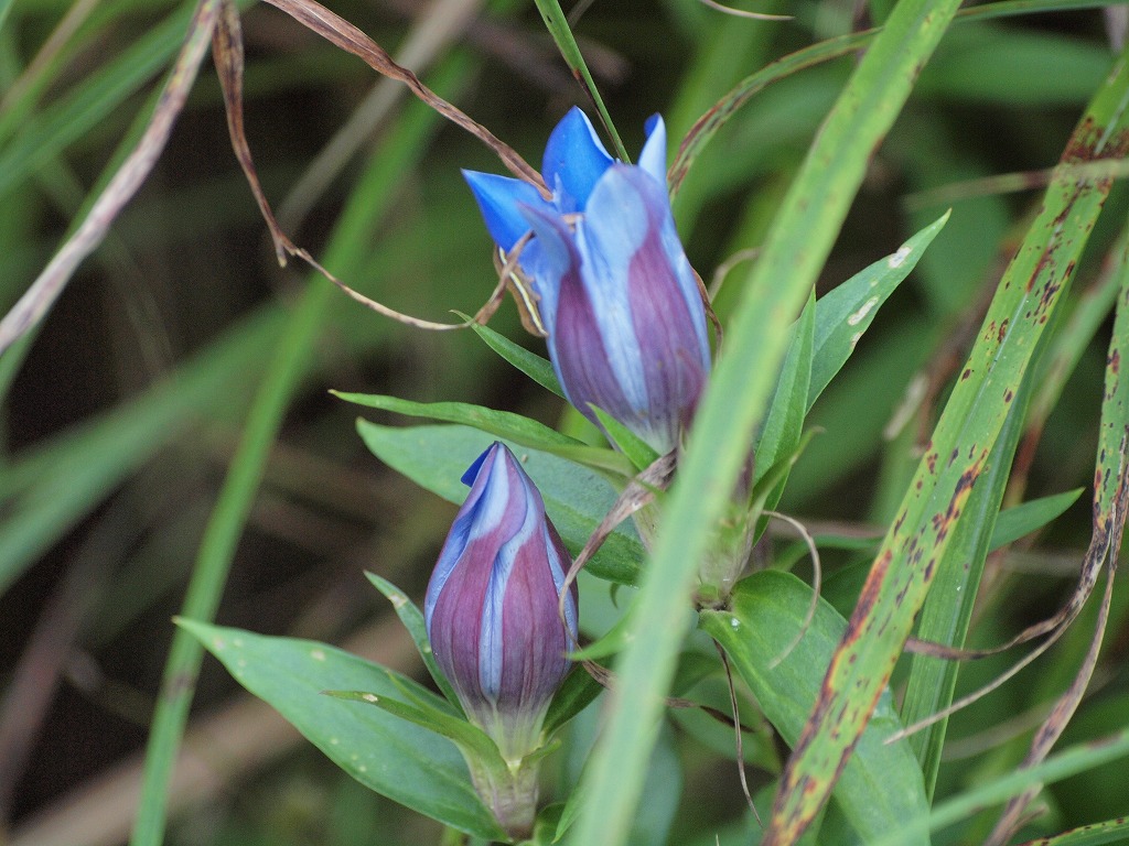 山裾に咲く竜胆 リンドウ の花達 自然風の自然風だより 山裾に咲く竜胆 リンドウ の花達 自然風の自然風だより