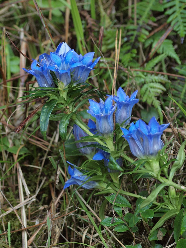 山裾に咲く竜胆 リンドウ の花達 自然風の自然風だより 山裾に咲く竜胆 リンドウ の花達 自然風の自然風だより