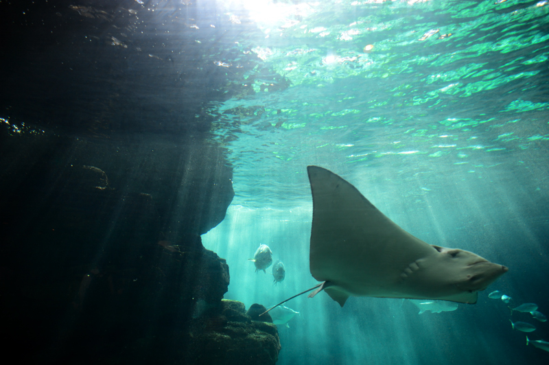 須磨海浜水族園その１_d0134778_224422.jpg