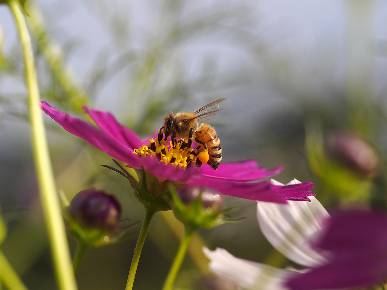 ED 60mm F2.8 Macroで撮る昆虫たち_a0110584_2004959.jpg