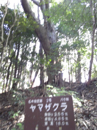 猿投山を登る_e0094589_17421955.jpg